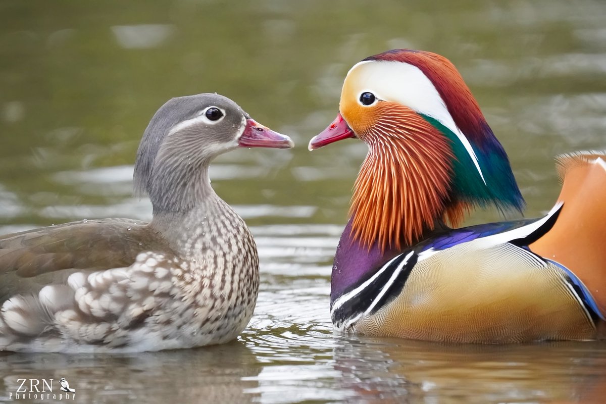 Mandarin love ❤️ #mandarinduck @GoldenAcrePark @YorksWildlife. @WildlifeMag @CountryfileMag #Duck #ducks #wildlifephotography #wildlife #birdphotography #birds #nature #love #Romance #Spring2024