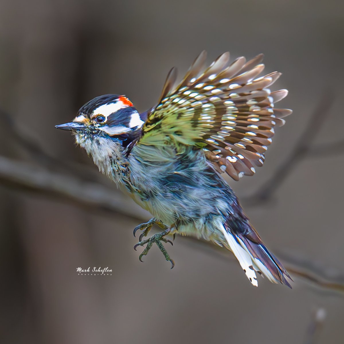 Downy Woodpecker, Wildflower Meadow, Central Park, NYC #birdwatching #naturelovers #birdcpp #TwitterNatureCommunity #birdsofinstagram #britishnatureguide #naturephotography #birdphotography #twitterphotography #wildbirdphotography #nikonphotography #NatureBeauty 4.6.2024