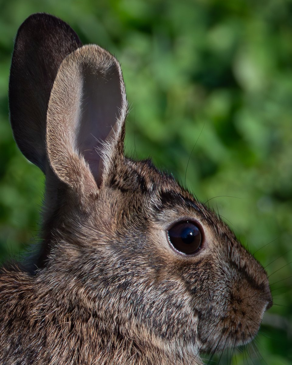 Bunbun