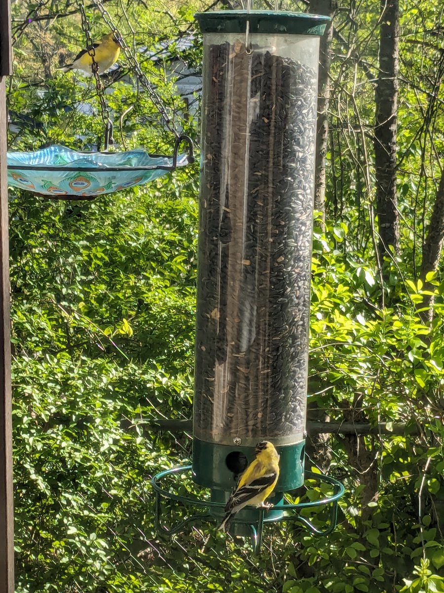 Moved my birdfeeders to a new spot and the goldfinch have already found it. One is hanging on the water bowl chain, kinda hard to see.