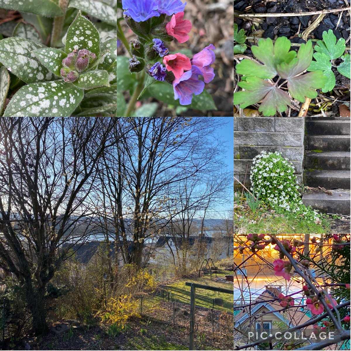 Pulmonaria, columbine, morning view of river, rock cress and side steps, quince and river.  #sixonsaturday