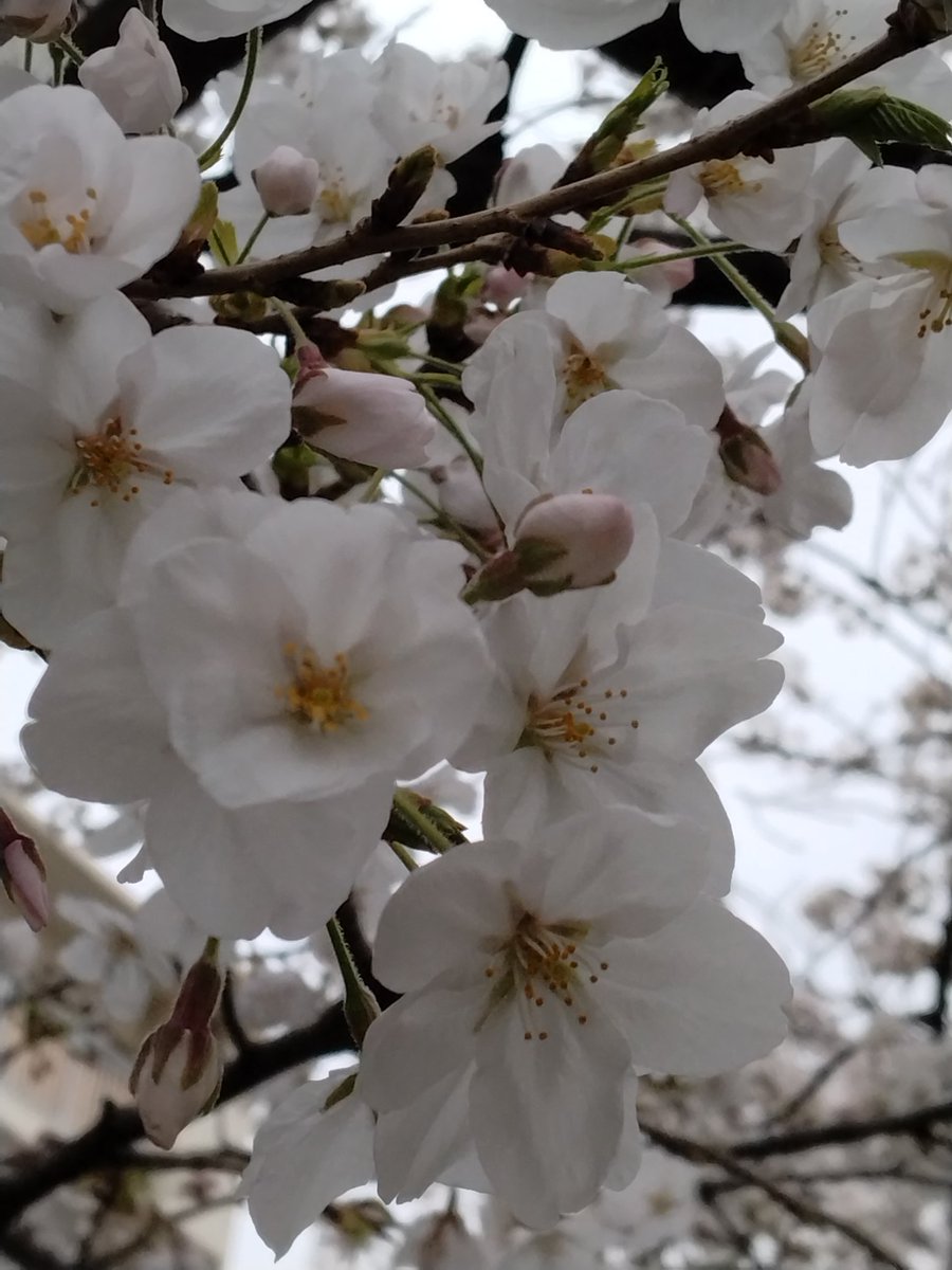 おはようございます(^_^)/
桜を撮ってきた
ただ曇り空だったから暗いし
つぼみもあり、これから満開かな？

別の所にも見に行きたい

今日も１日ほどよく〜🌸