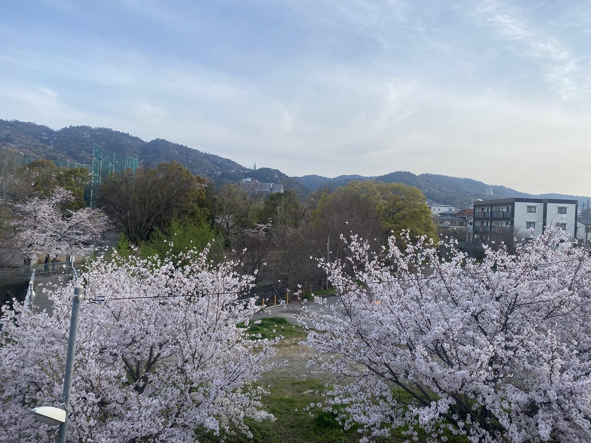 桜満開ですね♪