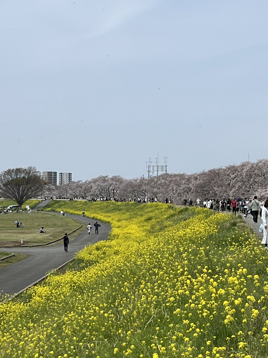 熊谷桜堤🌸