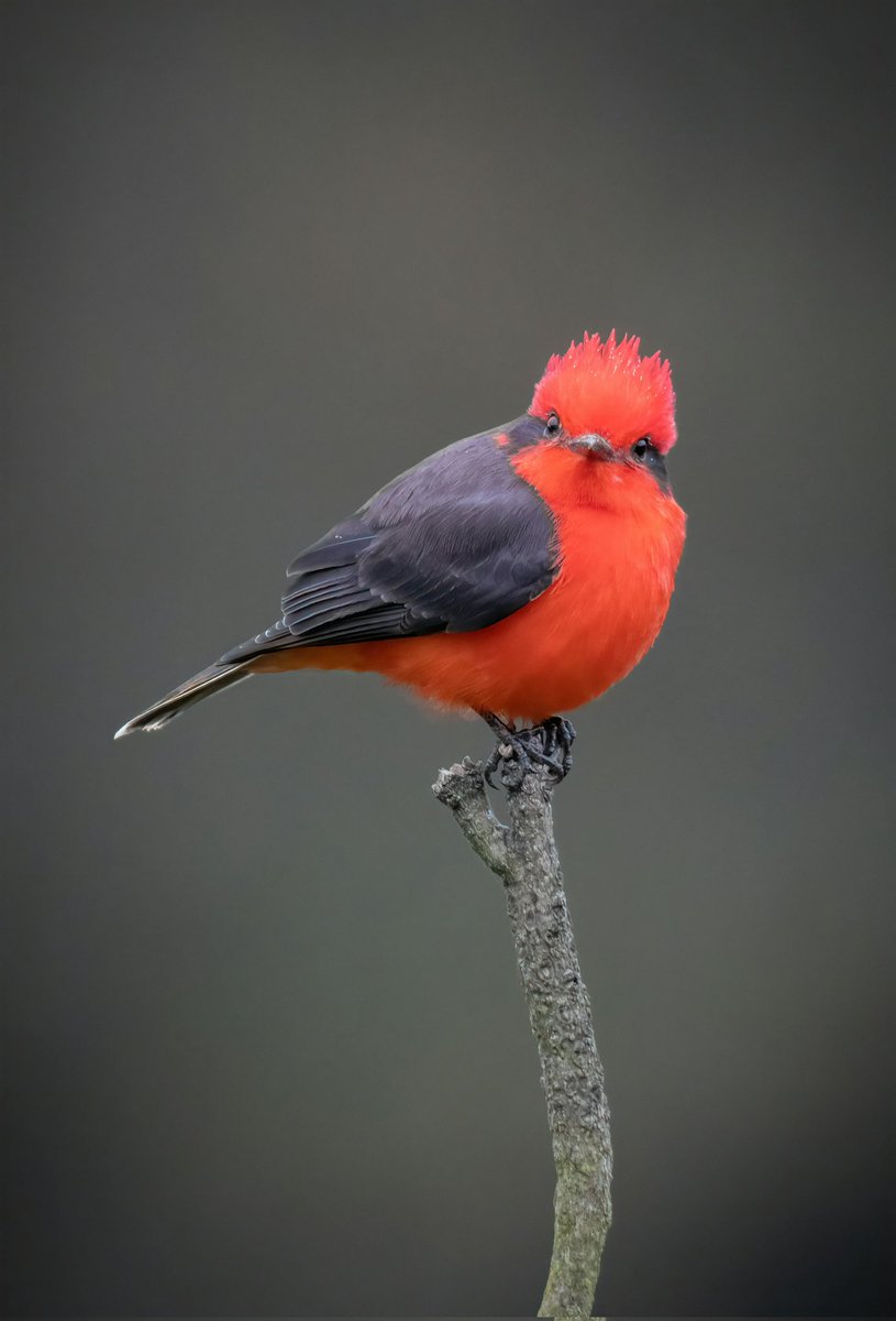 Liberta Cherguia 🇪🇺 (@mbarkcherguia) on Twitter photo A flash of red in the forest ♥️
#birds #photography #nature A flash of red in the forest ♥️
#birds #photography #nature