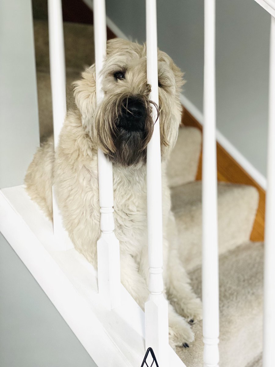 Send me letters please. And packages!! I love boxes… tough life behind bars… #dogsoffacebook #DogsOfX #dogsofinstagram #dogsofinstagram #wheatenterrier #dogoftheday #scwt #behindbars