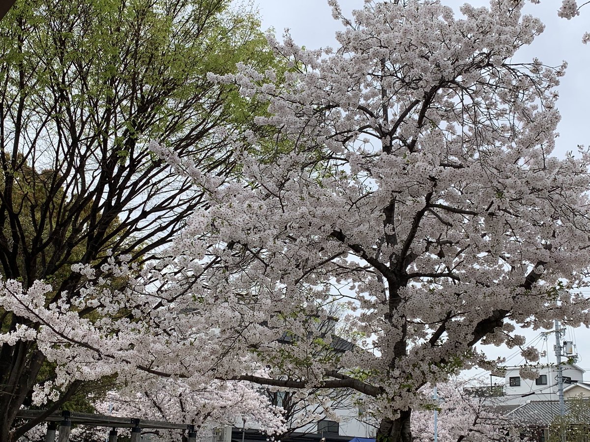 昨日は妹とデート👭🏼 ランチして、プラプラ歩いてたら 桜が綺麗に咲いてました🌸