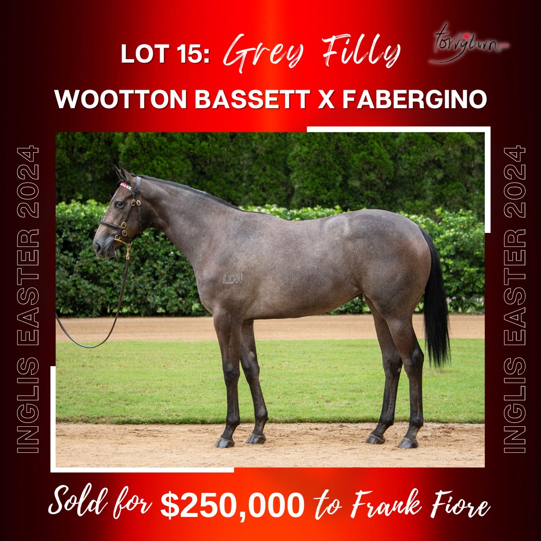Solid start to our @inglis_sales Easter selling as our lovely grey filly by @CoolmoreAus' Wootton Bassett out of the speedy Fabergino sells to Western Australia's Frank Fiore for $250,000. We look forward to following her racetrack career. #RaisedWithHeart❤️