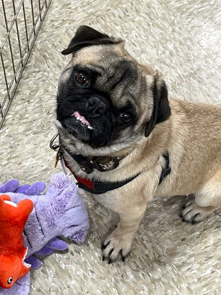 Foster Zuko has been at PRA almost a year now. Someone awesome needs to adopt this great pug! He’s around 2, housebroken and crate trained. Unknown kidney damage occurred before coming into rescue- so requires a prescription kidney support diet for life. austinpugrescue.com