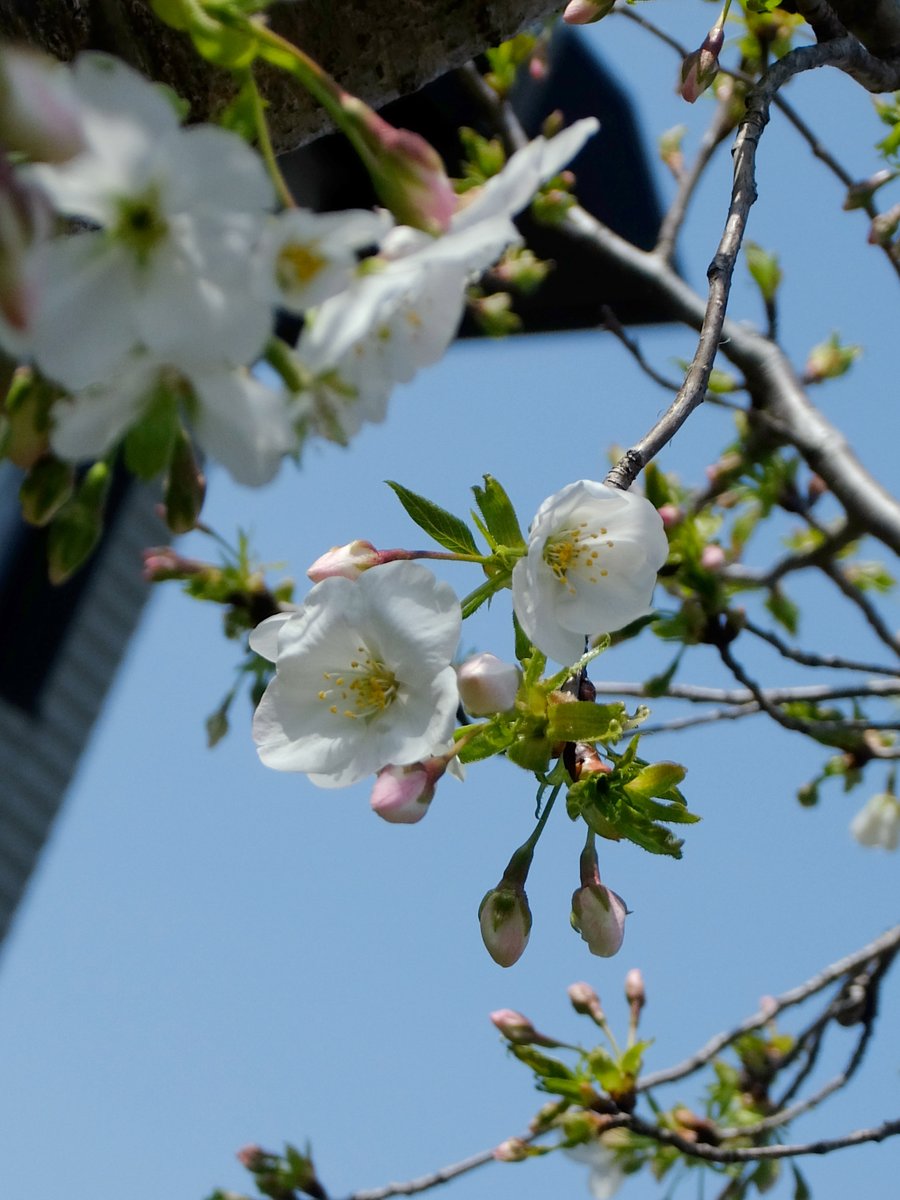 わが家の庭の桜（たぶんオオシマザクラ）もけっこう花が開いてきました🌸