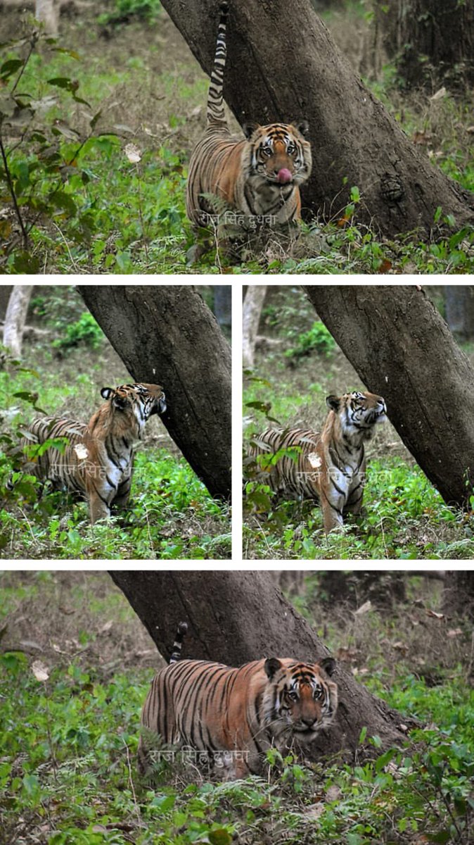 Yesterday’s Tiger sighting at Dudhwa Pc: Raj Sigh #TigerSighting #Tiger