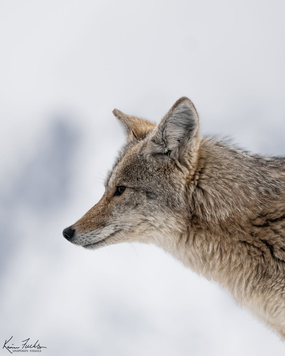 Stay focused instagram.com/unspoken__visu… #jacksonhole #grandtetonnationalpark #grandtetons #yellowstone #unspokenvisuals #wyomingwild #staywildjh #coyote #winter #wyoming_lovers #wildlifeconservation #wildlife_perfection #intothewild #staywild #visitjacksonhole