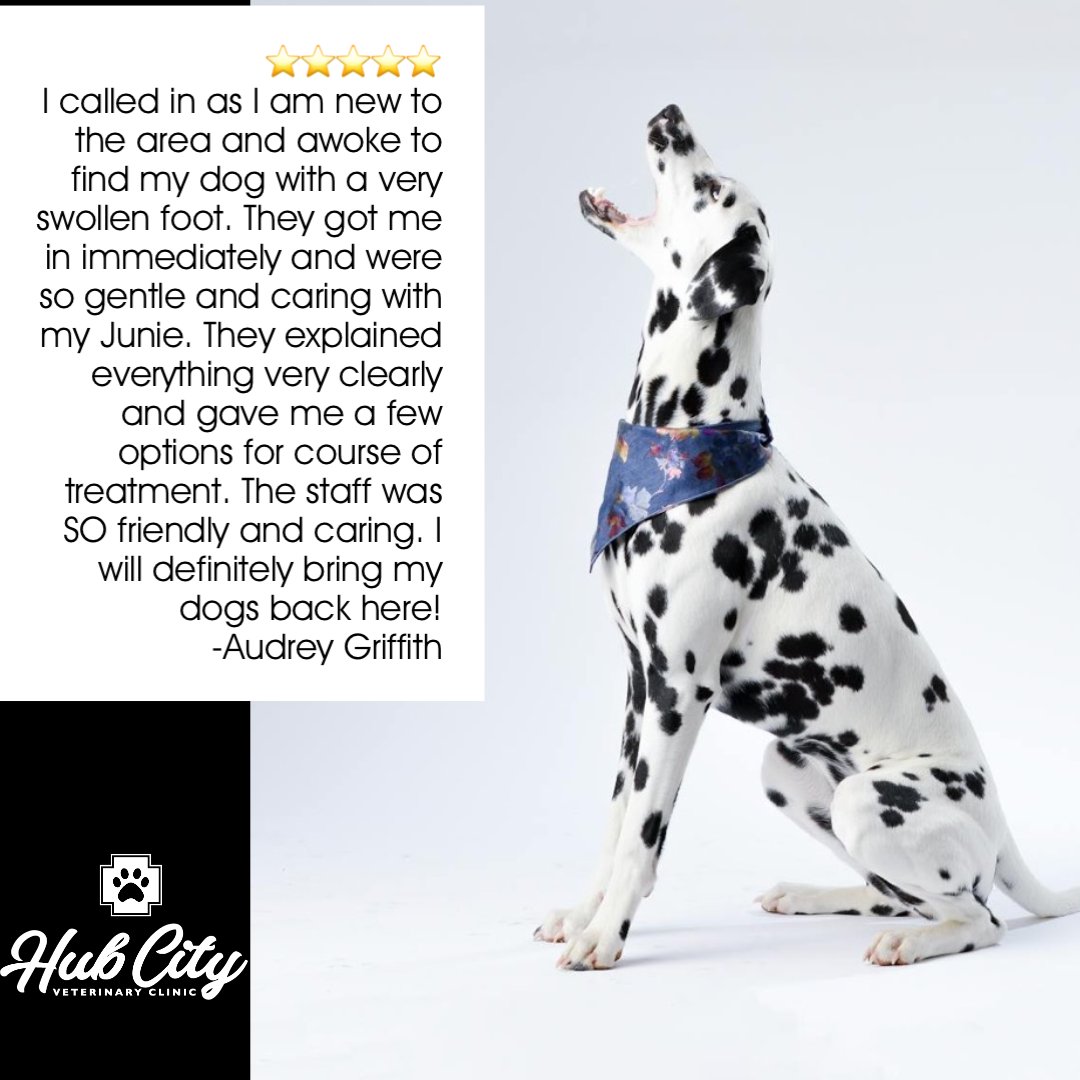 We love  ⭐️⭐️⭐️⭐️⭐️ reviews. #hubcityvetlbk #googlereview