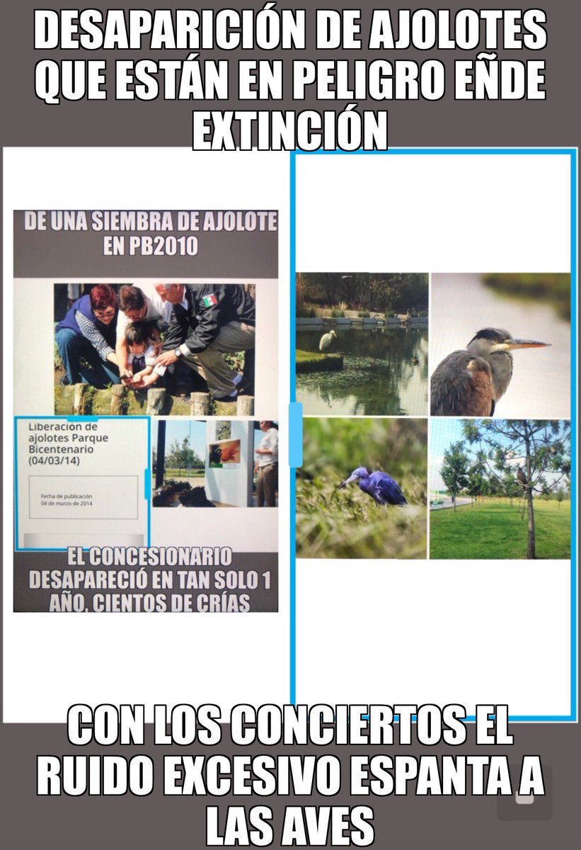 ricdunas's tweet photo. @OnceNoticiasTV @NestorZRomo No saben dónde quedaron los ajolotes de Parque Ecológico Bicentenario y ya quieren hacer un censo de perros y gatos
Los “tutores” no sabían qué hay que protegerlos contra el #ruido y la @PAOTmx , @PROFEPA_Mx fueron omisas @ContraloriaCDMX @SFP_mx
#RecuperaTuParque https://t.co/lI70jTIbDr