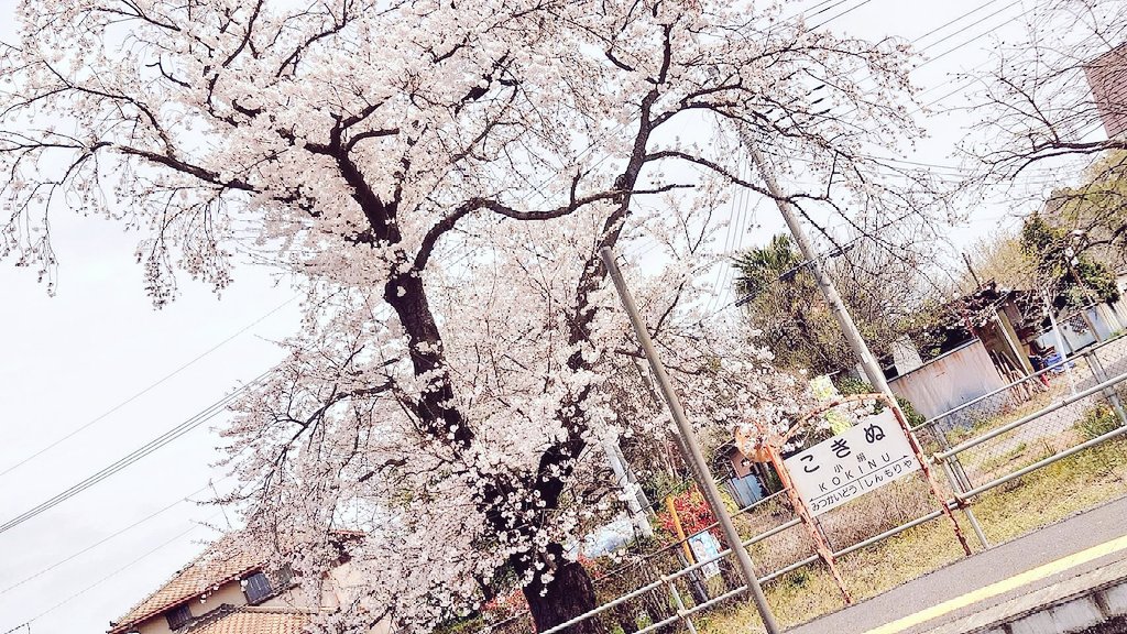 今日は過ごしやすい春の陽気ですね🙋常総線の小絹駅の桜が満開になっています🌸小絹駅と黒子駅はホームで桜を楽しめる2大名所👌常総線に乗りながら掛け持ちお花見オススメです！