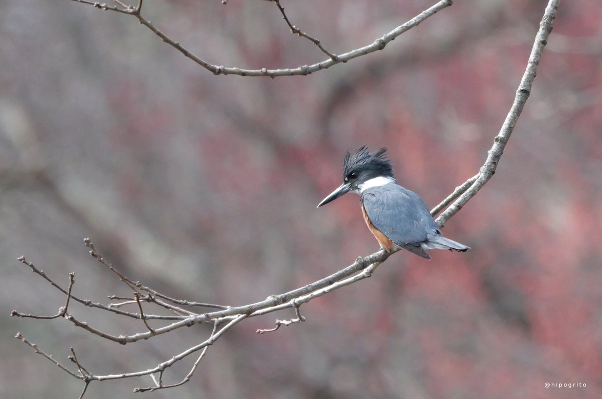 Belted Kingfisher
Northport, Long Island, NY

#birdphtography #birds #birding