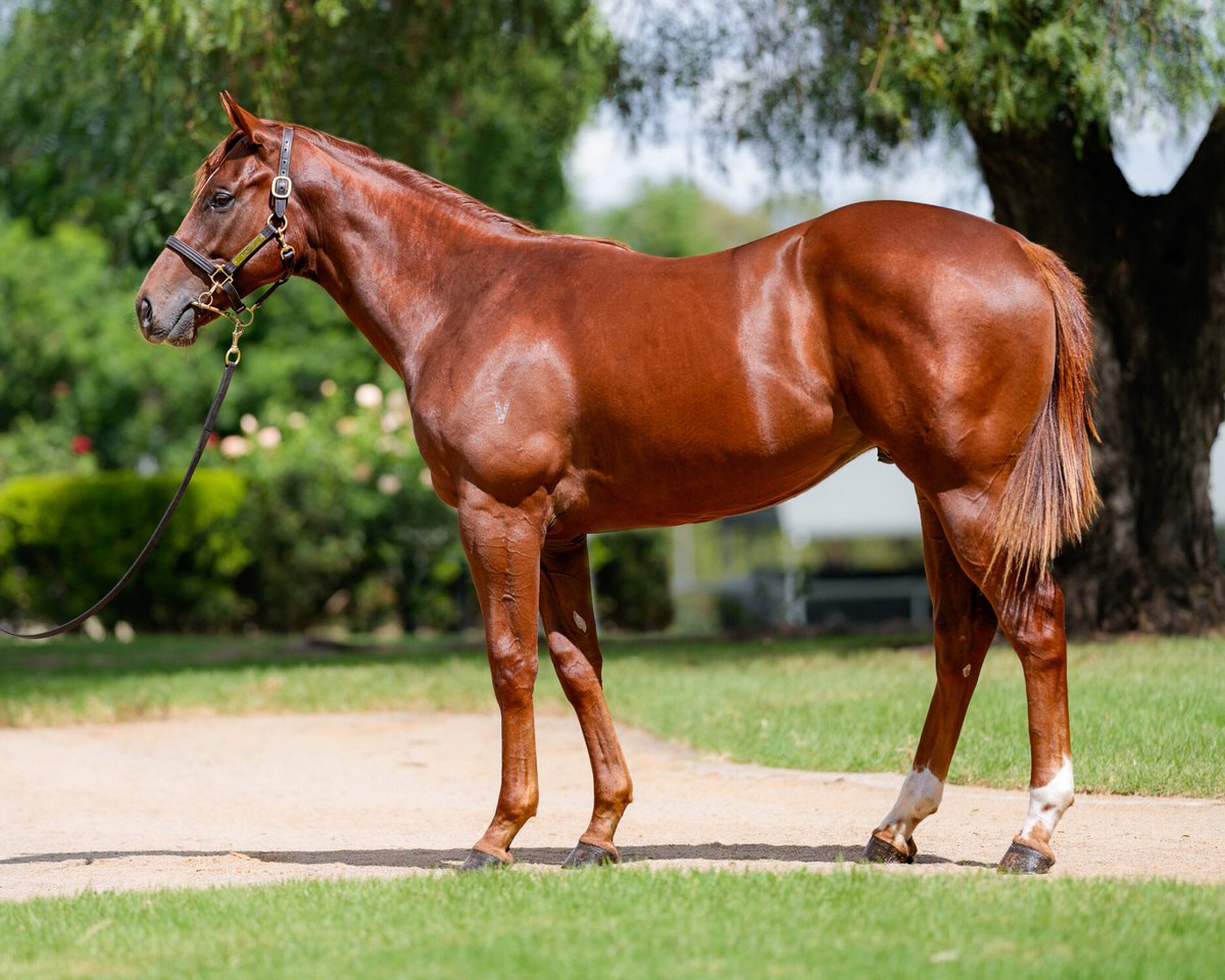 🔸 Lot 22, a well-bred son of @YulongInvest’s Written Tycoon sells for $500k from @VineryStud to @Chinahorseclub and @NewgateFarm at @inglis_sales Easter 👏 He’s out of Fast Fleet, making him a half-brother to superstar sprinter Santa Ana Lane, and is VOBIS Silver and Sires