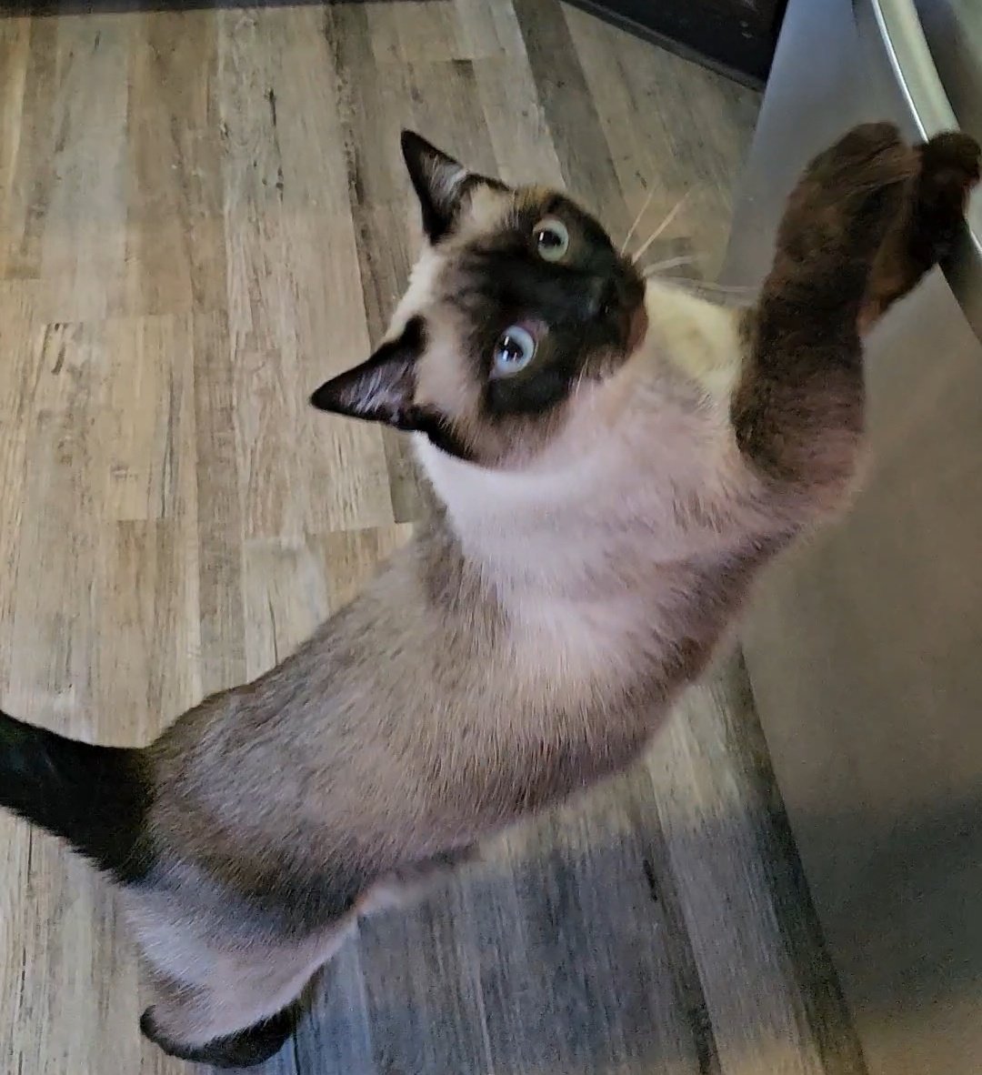 Happy National Siamese Cat Day! 😻😻 We're celebrating Amelia by giving her all the chicken snacks she wants! #nationalsiamesecatday #siamesecat #cat