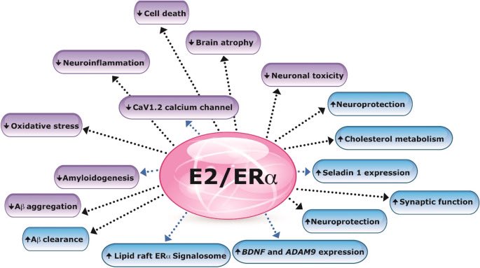 I love this picture. 

It shows all the beneficial ways oestradiol (E2) affects our brains when it stimulates its receptor (ER) on cells. 

Oestradiol is known to be able to regulate gene expression in certain organs, including the brain. In the brain, oestrogen signaling