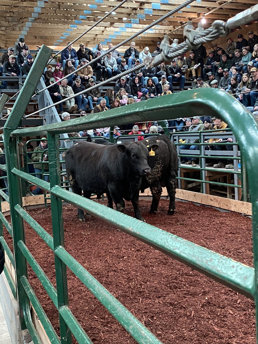 Ronnie Ford (@ronnief08152137) on Twitter photo Angus bulls at Maritime Beef Testing Society Sale NS.
Melvern Quantum 5L owners Bill & Richard Armstrong sold for $8500. Black Angus average $6595.
Red Lorcain Leroy 4L owner Lorcain Farms sold for $5750.
Red Angus average $5433. Congratulations <a href="/maritimeangus/">maritimeangus</a> <a href="/cdnangus/">Canadian Angus</a> Angus bulls at Maritime Beef Testing Society Sale NS.
Melvern Quantum 5L owners Bill & Richard Armstrong sold for $8500. Black Angus average $6595.
Red Lorcain Leroy 4L owner Lorcain Farms sold for $5750.
Red Angus average $5433. Congratulations <a href="/maritimeangus/">maritimeangus</a> <a href="/cdnangus/">Canadian Angus</a>