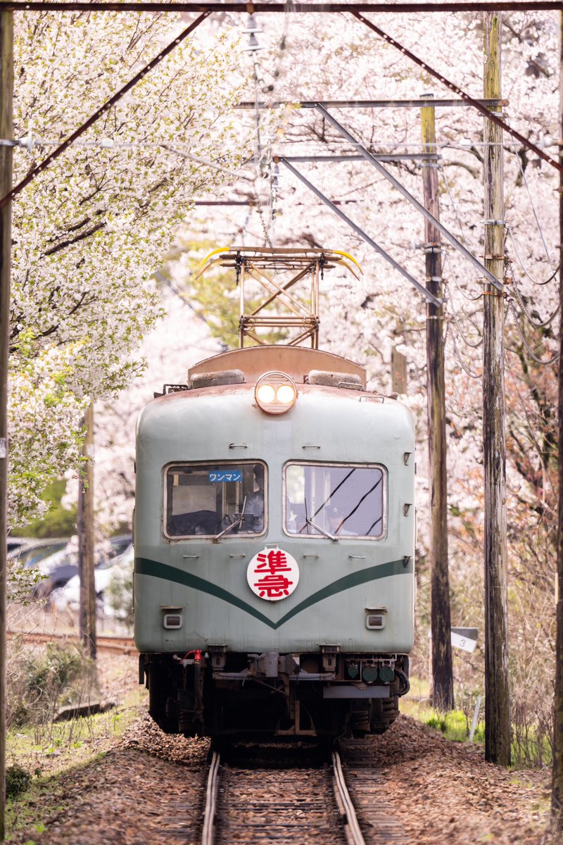 家山桜トンネル、文字通り桜のトンネルでした。

Nikon Z9
Nikkor Z 800mm f/6.3S