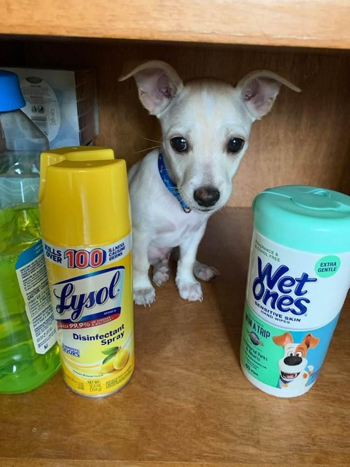 When my baby Rogers was as tall as the Mr Clean bottle 💗 #dogs #puppy #adoptdontshop #cute