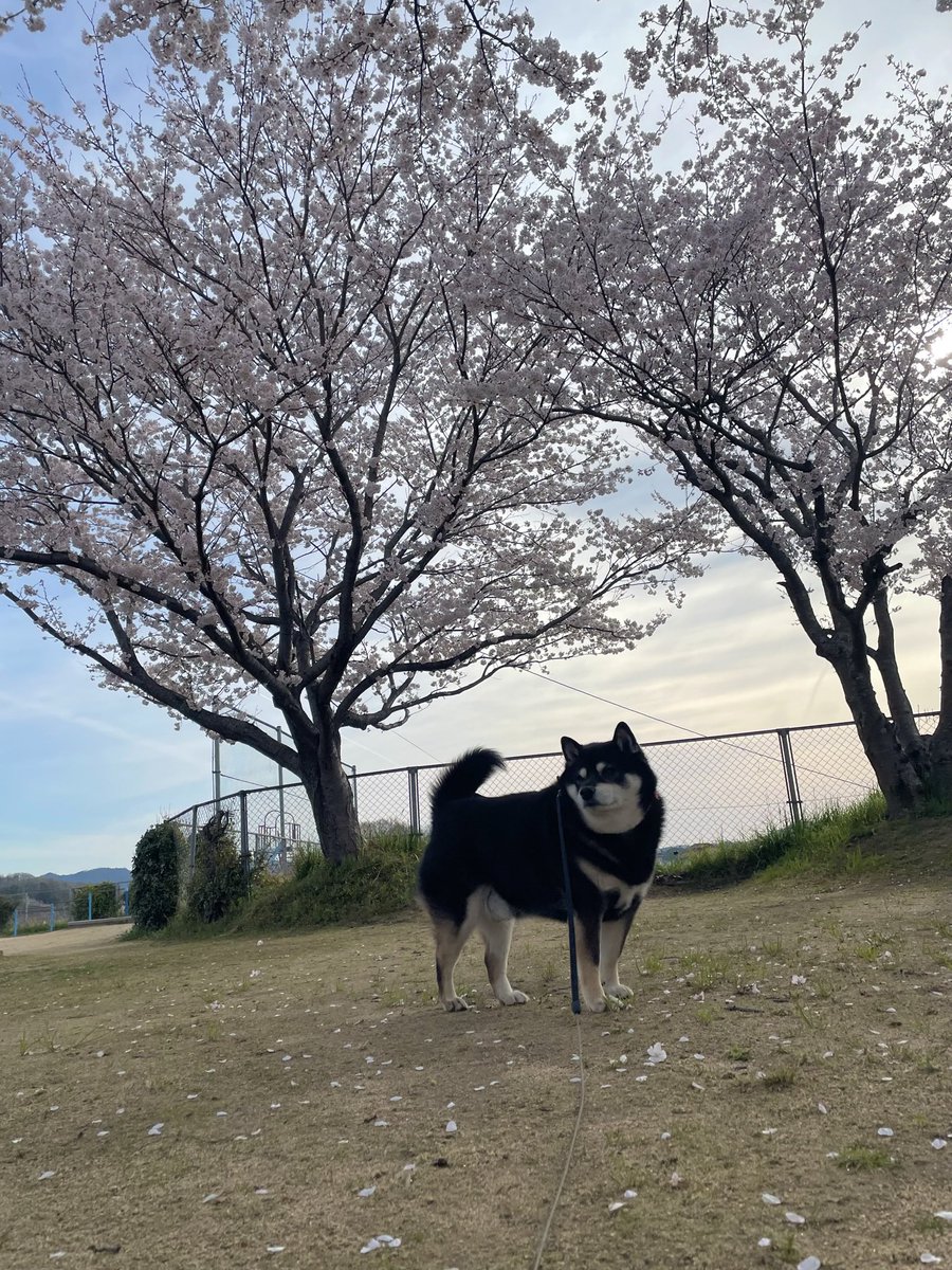 たろちゃん… 今年も綺麗な桜🌸咲いてるよ🌸 (*￣∀￣)💕