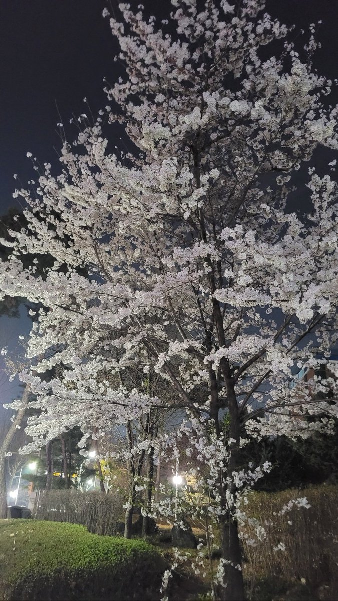 수원에 어느 동네 벚꽃이 만개 피었네