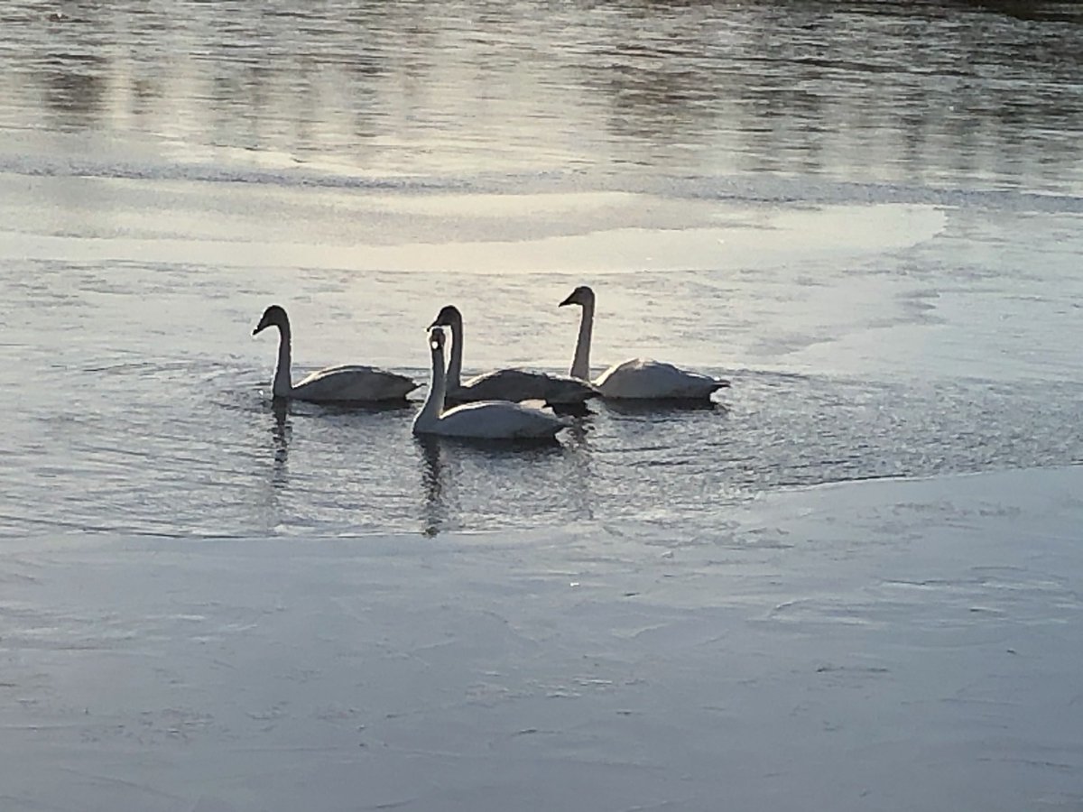 Björg Eva Erlendsdóttir (@bjorgevaerlends) on Twitter photo 