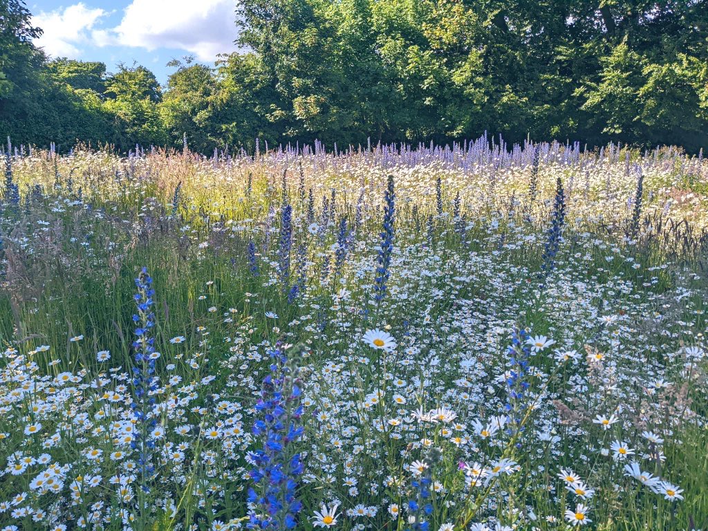 <a href="/EricSMI47481041/">Eric SMITH</a> <a href="/CaldiesSaved/">Calderstones Park Forever</a> A meadow sown on top of concrete into 100 ton of Merseygrit, 20 ton of small stones and 1 ton of Biochar by <a href="/scouseflowers/">Scouse Flowerhouse</a> in Calderstones Park <a href="/CaldiesSaved/">Calderstones Park Forever</a>   # Liverpool  as featured on BBC Gardener’s World.  Just amazing !