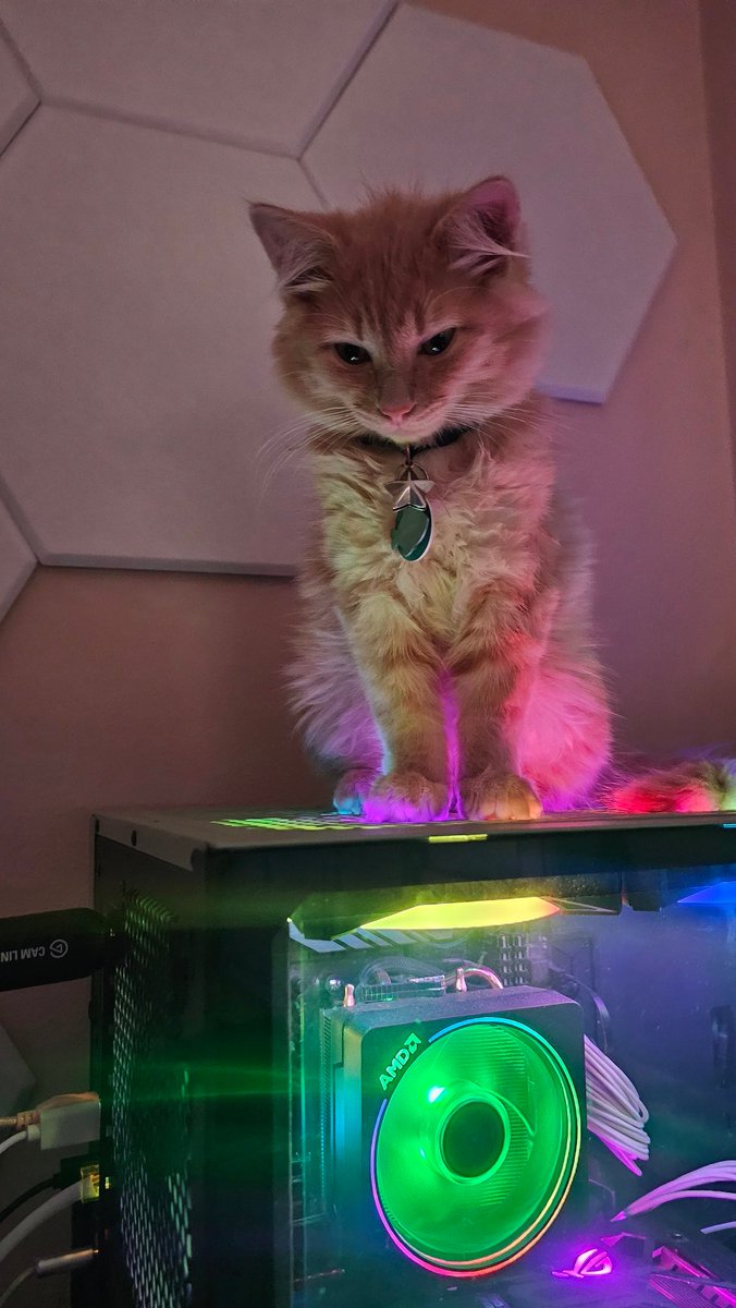Content from elabunny