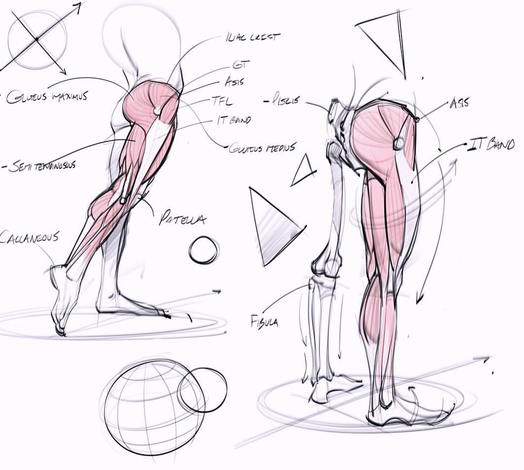 Anatomy sketches of the leg muscles! #art #anatomy #sketch #doodle #legs #hamstrings #quads #drawing #figuredrawing