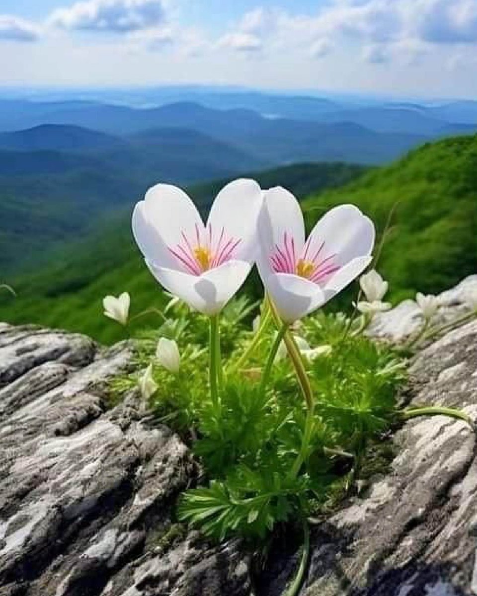 Hello Sunday 😍❤️🌸

#flowers