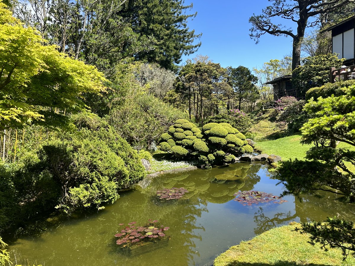 another set of photos from the Japanese tea garden to show off more of the cherry blossoms. I don’t see pink cherry blossoms too often so those were a great treat 🌸