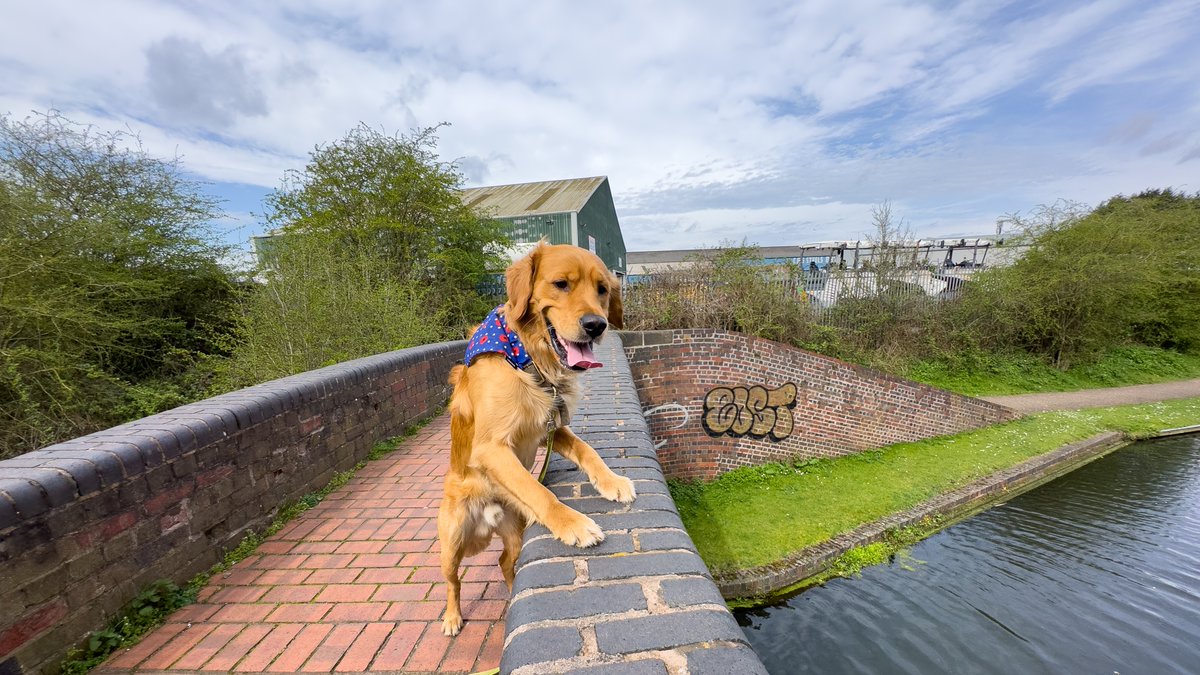 Exploring #DudleyNo2Canal at #PeartreeRovingBridge #BlowersGreen earlier today. #BoatsThatTweet #LifesBetterByWater #KeepCanalsAlive #SaveOurCanals #CanalBridge #TowpathWalks #GoldenRetrievers #BridgePhotography #DogWalks #BoatDog #DogLife #BCN #BCNS moonshine.red