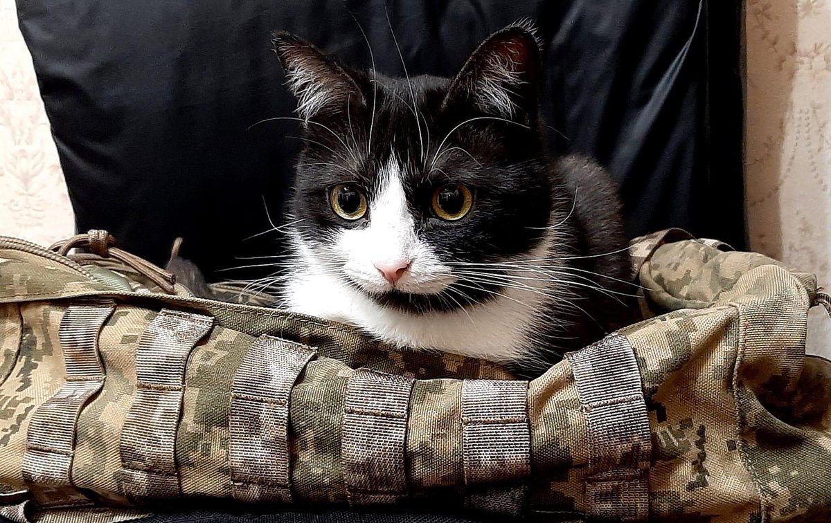 UkrARMY cats & dogs (@UAarmy_animals) on Twitter photo 2024-04-06 23:24:01