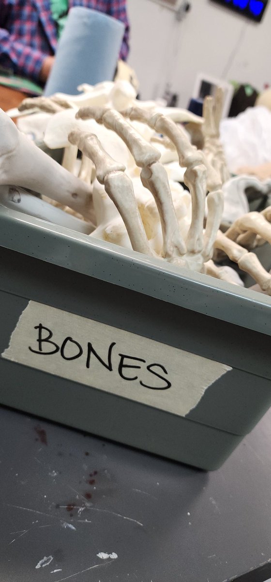 organizing the studio bone bin 🦴