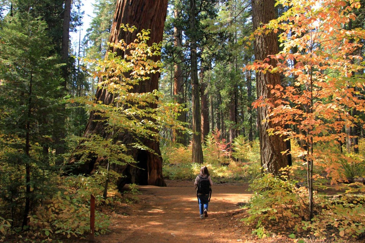 Don't count out the big trees when it comes to fall. 🍂 In #Calaveras Big Trees State Park, you'll find a deep spectrum of #fallcolors. There's nothing like the contrast of giant #sequoias and brightly colored dogwoods for a picture perfect moment!

👇
californiahighsierra.com/trips/maximize…