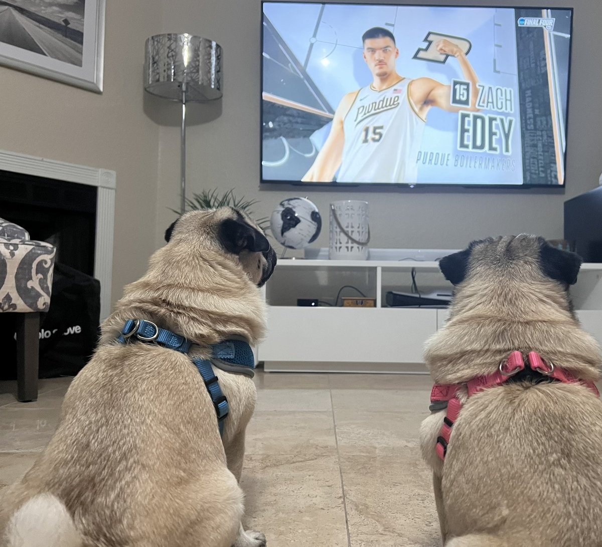 Fat Boy and Winnie rooting for @BoilerBall. #BoilerUp. They supporting their momma’s school! @M_Thieme