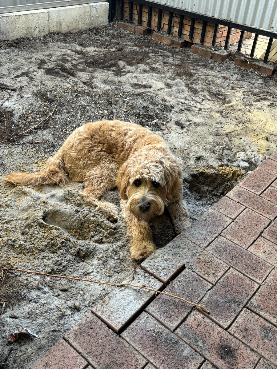 What?! I’m just helping… 🕳️ 🐕 #DailyPicklePic