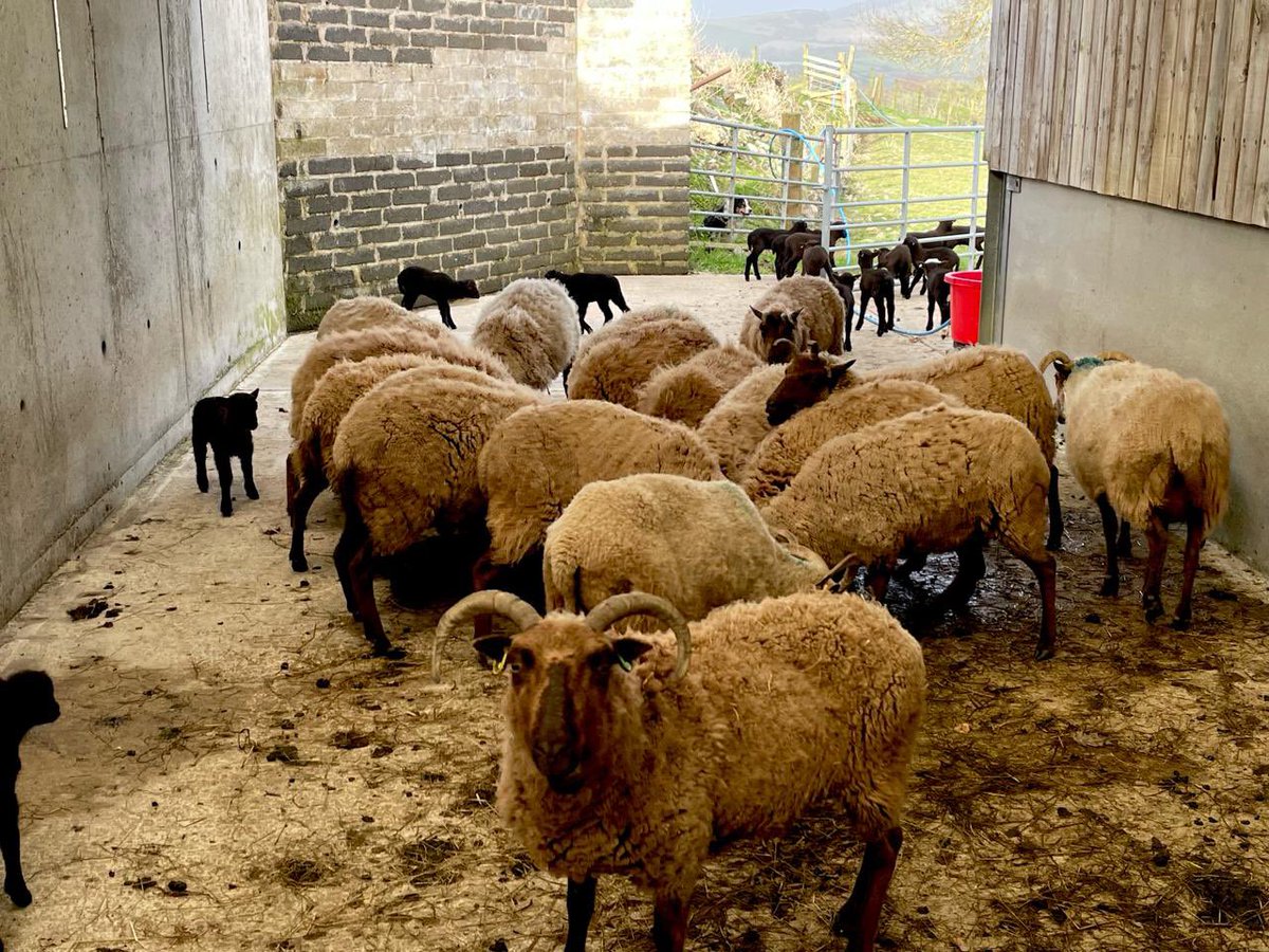 The ewes and lambs who have graduated to the outdoor paddock, they still have access to this covered area in the wind and rain - still got high winds from #StormKathleen which still seems to hanging around #manxloaghtan #rarebreed #nativebreeds #lambing #farming #isleofman