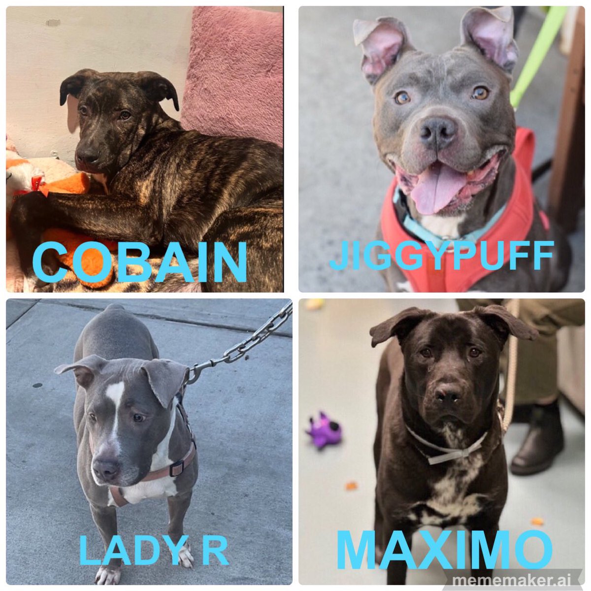 🆘🆘Immediate KILL☠️COMMANDS 
                             #NYCACC
❤️‍🩹COBAIN 1yr 
❤️‍🩹JIGGYPUFF  3yrs. Adoptable 
❤️‍🩹LADY R. 10yrs. Adoptable 
❤️‍🩹MAXIMO  1yr. Adoptable 
 #RT #PLEDGE #FOSTER #ADOPT
📧nycdogslivesmatter@gmail.com
DM @notthesameone2 
#PUPPIES TO #SENIORS 
#AdoptDontShop