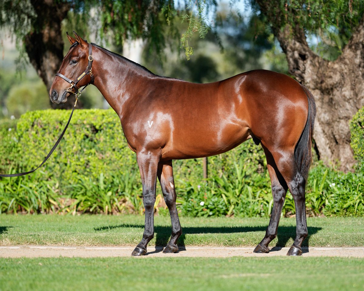 Lot 50 - Flying Artie x Gracie’s Lass colt from @VineryStud. Brother to globetrotting sprinter turned sire Artorius.