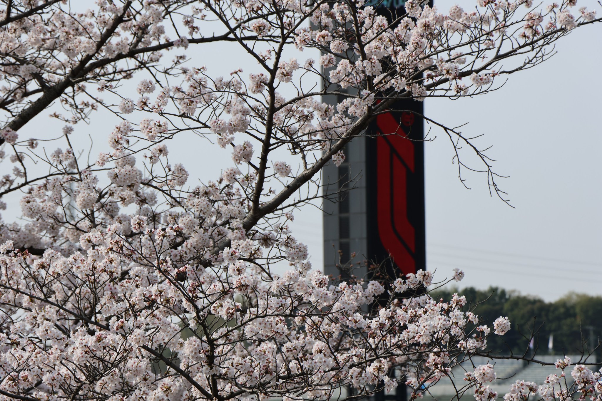 しんじ (風景・ポートレート) | · · 高田の千本桜 · · 高田千本