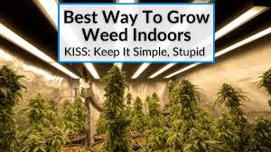 What is your indoor secret to growing weed?   #TuesdayVibes #TuesdayMotivation #Marijuana #StonerFam #Weedmob #WeedLovers #MMJ #CannabisCommunity #cannabisculture #Growyourown #TuesdayMood #TacoTuesday