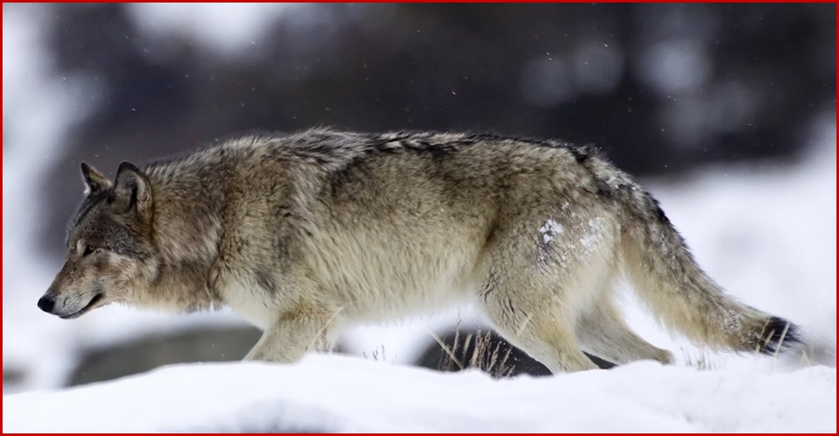 Animal rights groups are pressuring Wyo officials to bring stiff penalties against a local man who allegedly 'captured, tormented and killed' a wolf Feb. 29 in a state-sanctioned legal hunt/kill wild predator zone. Rule of law dying in USA?