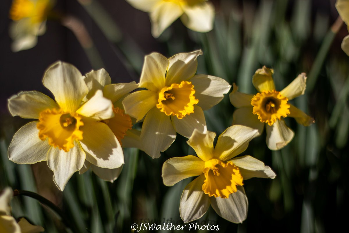 #daffodil #daffodils #flowers #springflowers #spring #narcissus #garden #gardening #bulbs #flower #daffodilbulbs #nature #flowerbulbs #fieldofdaffodils #jonquil #spring #blooming #jonquilles #flowerfarmer #localflowers #floweringbulbs #growyourownflowers #americandaffodilsociety