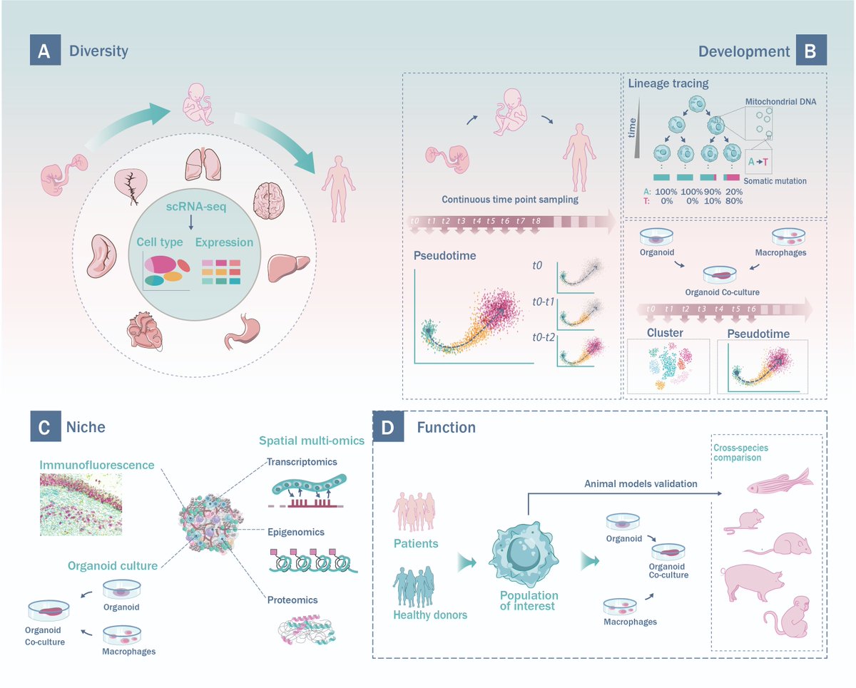 Very excited to share our opinion paper now online at @TrendsImmuno @CellCellPress cell.com/trends/immunol… with @guanlin2016, in which we reviewed latest progress on human macrophages and proposed approaches for studying them using state-of-the-art technologies.