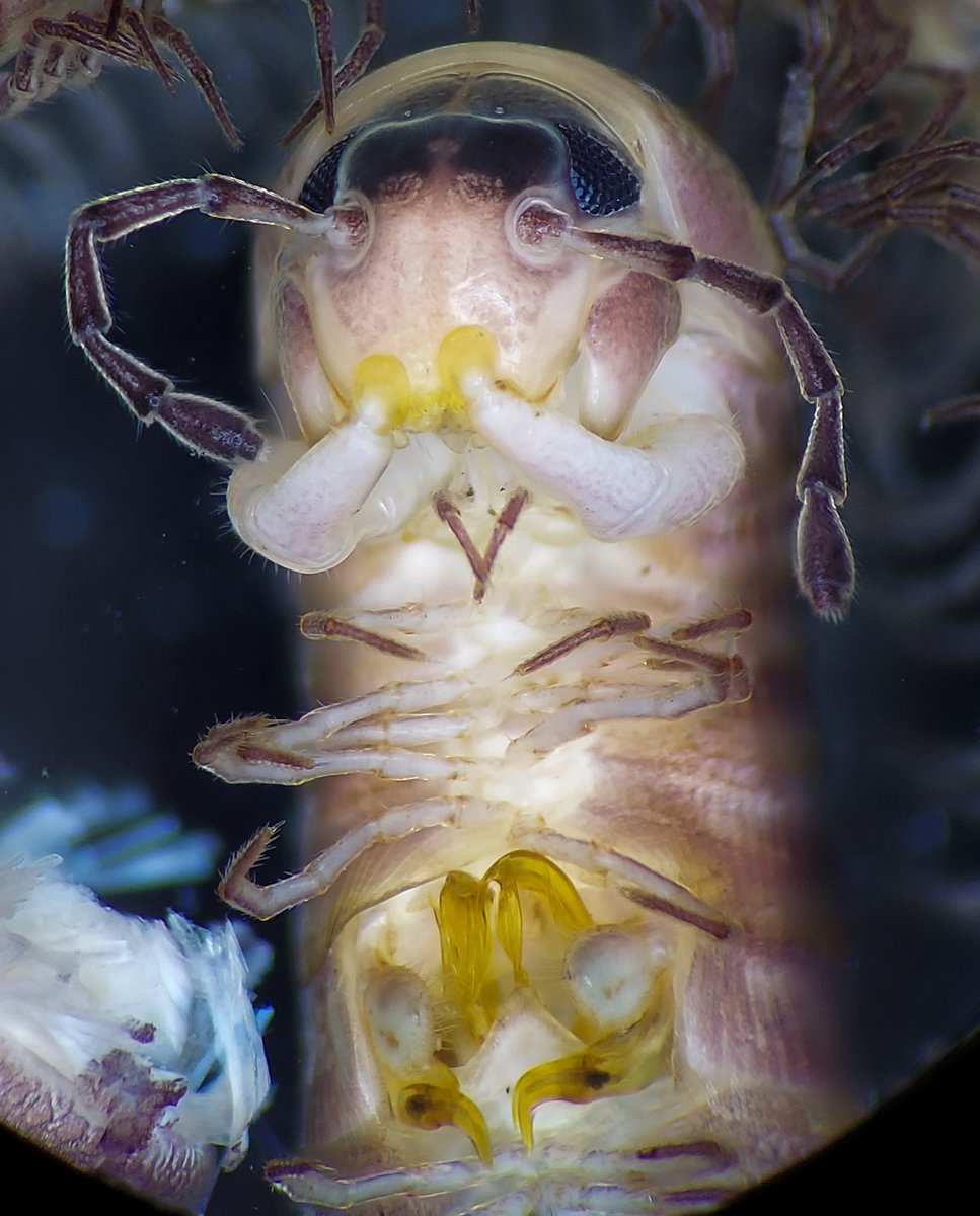 This Parajulid millipede looks like it's plotting something