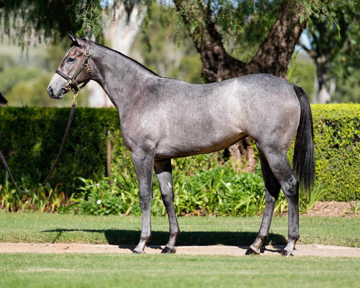 #Lot199 - Toronado x Orvieto We love a grey, but a grey by TORONADO and 1/2 to multiple Stakes winner Bonvicini…even better 💪 Bred on the same cross as Showdown winner Prince of Sussex 🤩